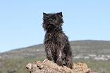 CAIRN TERRIER 311